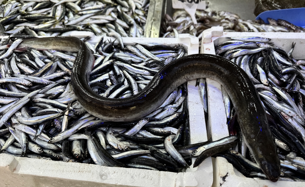 Sinop'ta hamsi avlayan balıkçıların ağına yılan balığı takıldı