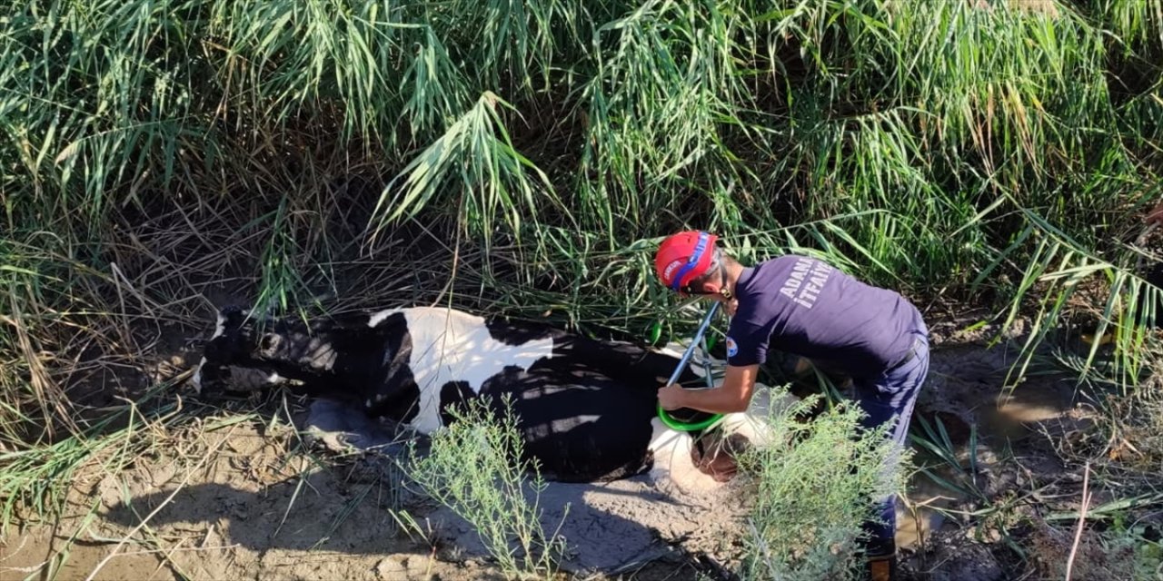 Adana Ceyhan’da drenaj kanalına düşen inek itfaiye ekipleri tarafından vinçle kurtarıldı