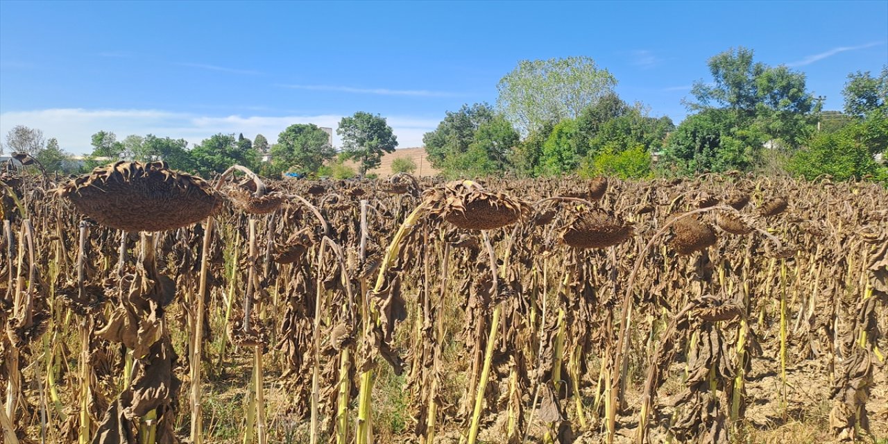 Sakarya’da 39 bin dekarda hibrit ayçiçeği hasadı başladı, yerli ve milli tohum desteğiyle üretim güçleniyor