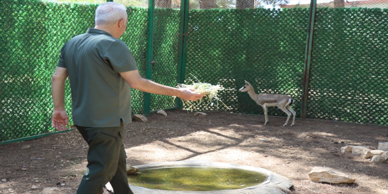 Şanlıurfa’da yaralı bulunan ceylan, Gölpınar Rehabilitasyon Merkezi’nde tedaviyle hayata tutundu