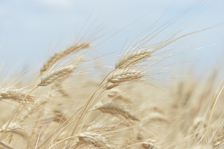 CUMA HUTBESİ: "PEYGAMBERİMİZ (S.A.S) VE TİCARET AHLAKI"