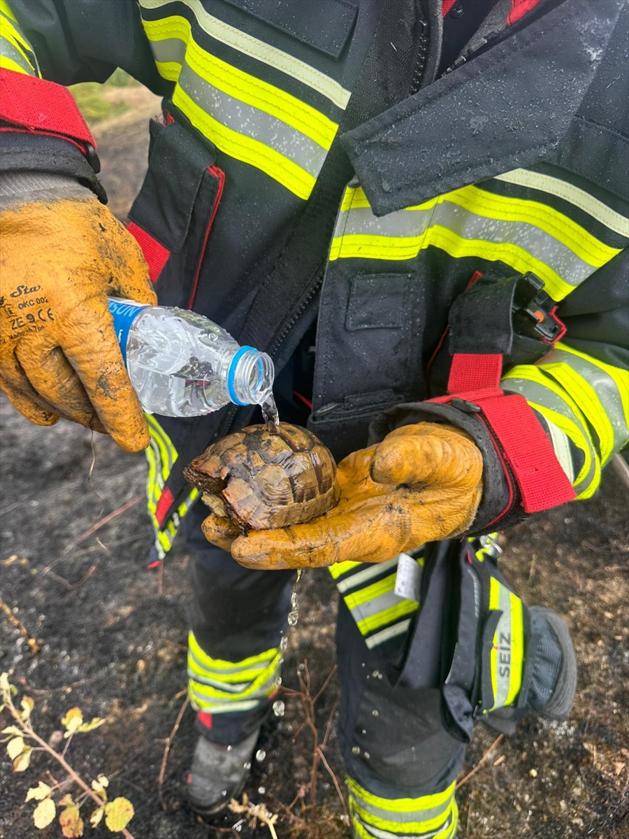 Yangında kurtarılmıştı, doğal yaşama kavuşturuldu