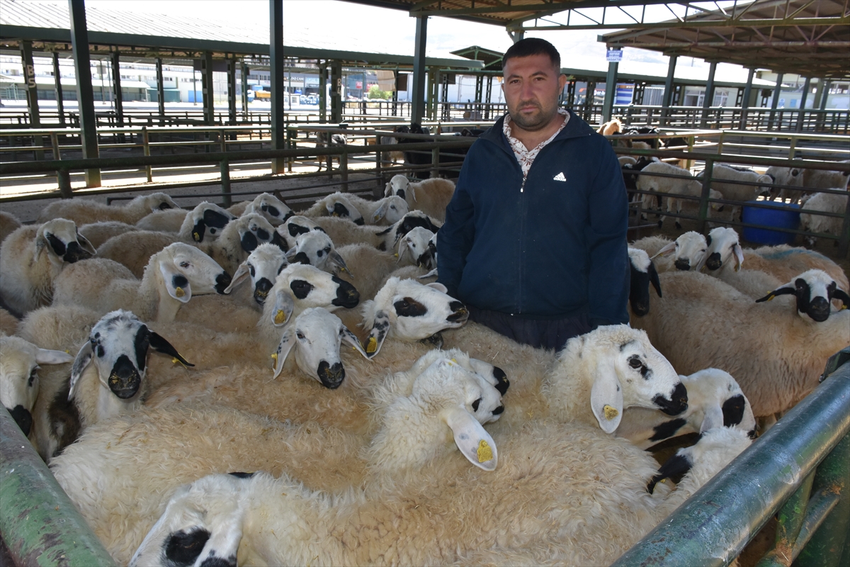 Malatya'da şap nedeniyle kapatılan hayvan pazarı açıldı