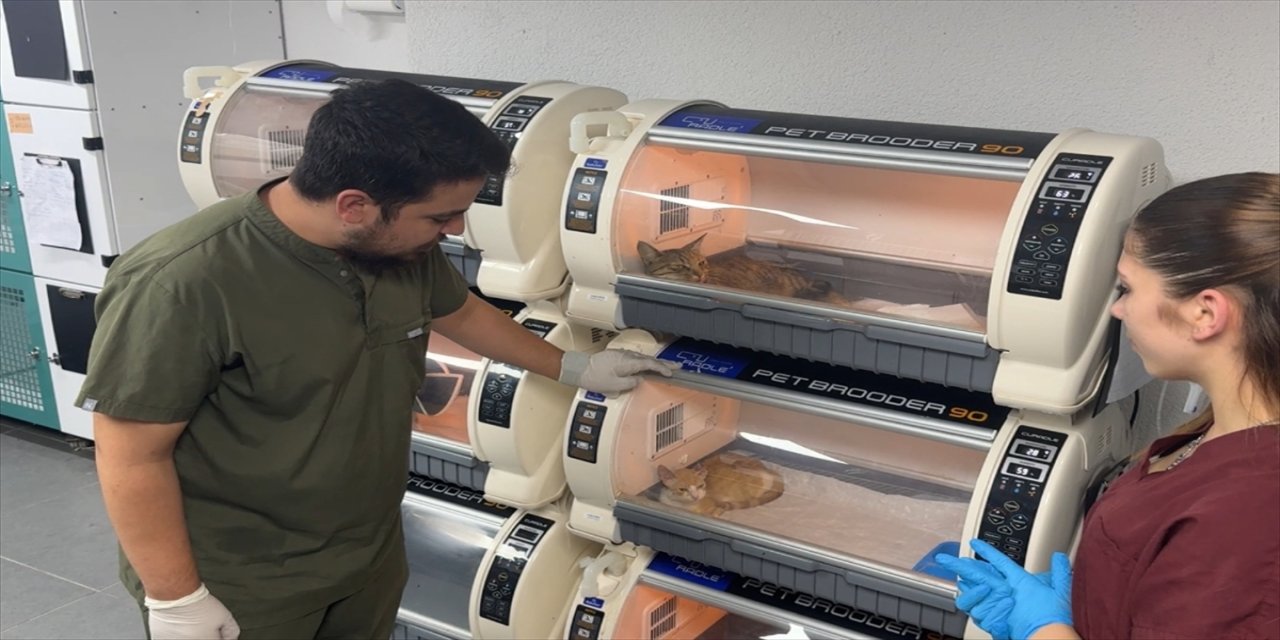 Enfeksiyonla damağı çürüyen sahipsiz kediye veteriner ekip, kulak kıkırdağından greft uygulayarak umut oldu