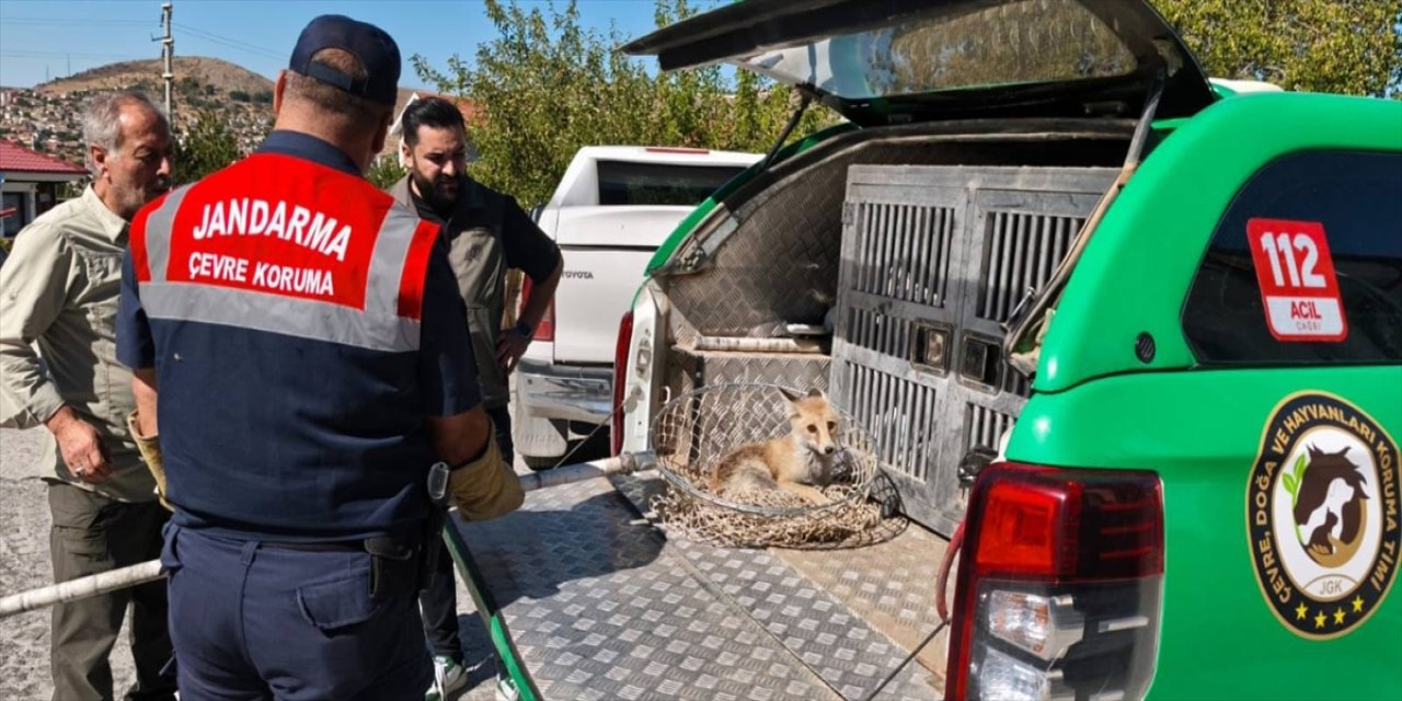 Şefaatli’de yaralı halde bulunan tilki, jandarma ekipleri tarafından Doğa Koruma ve Milli Parklar’a teslim edildi