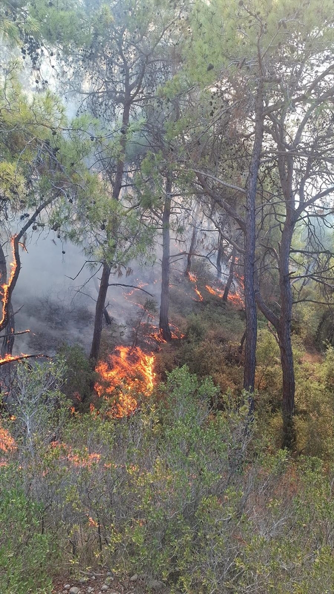 Adana'nın Sarıçam ilçesinde çıkan orman yangını kontrol altına alındı