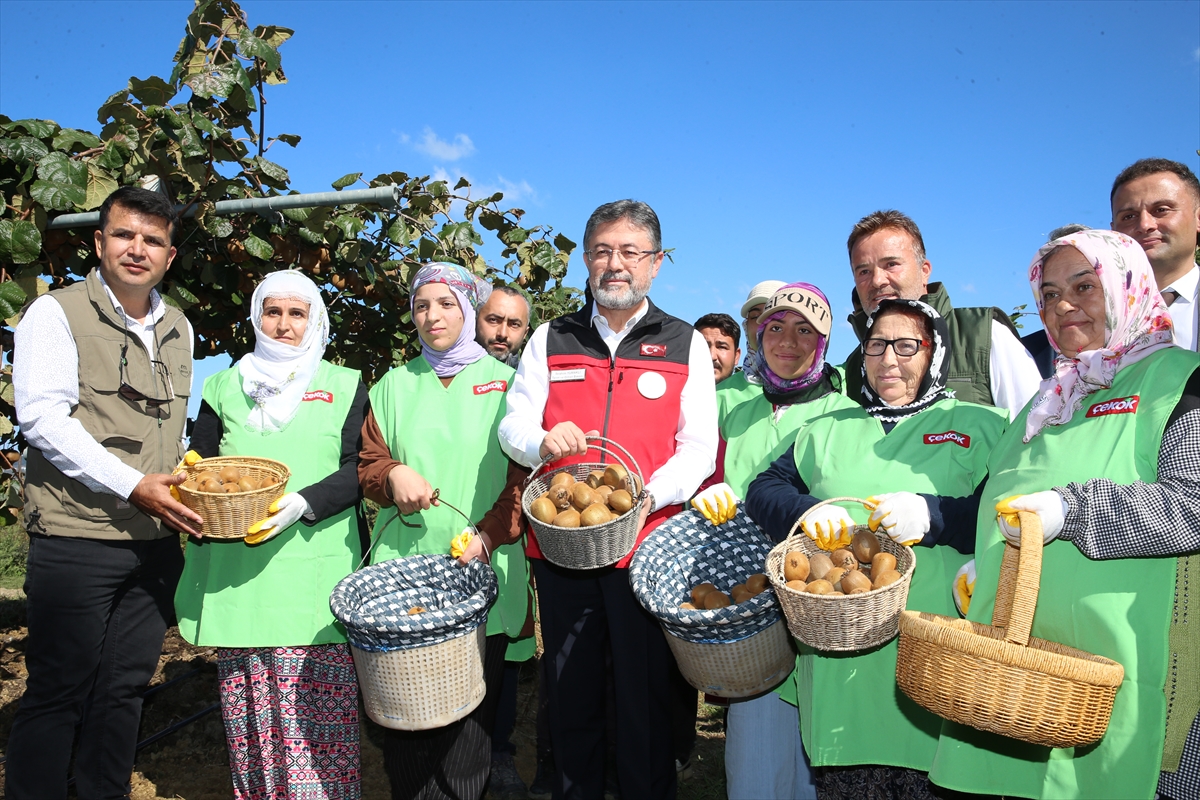 Sakarya'da kivi hasadı