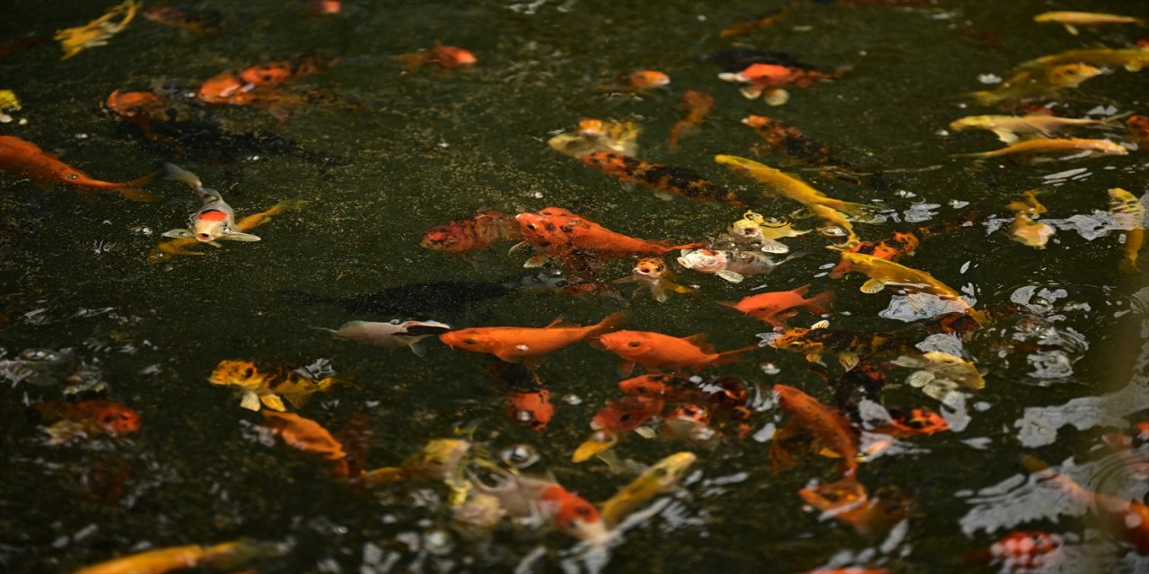 Çağrı Orhun: Cam sürahide bir balıkla başlayan iş, Antalya’da yılda 3 milyon süs balığı ve 500 bin süs bitkisi üretiyor