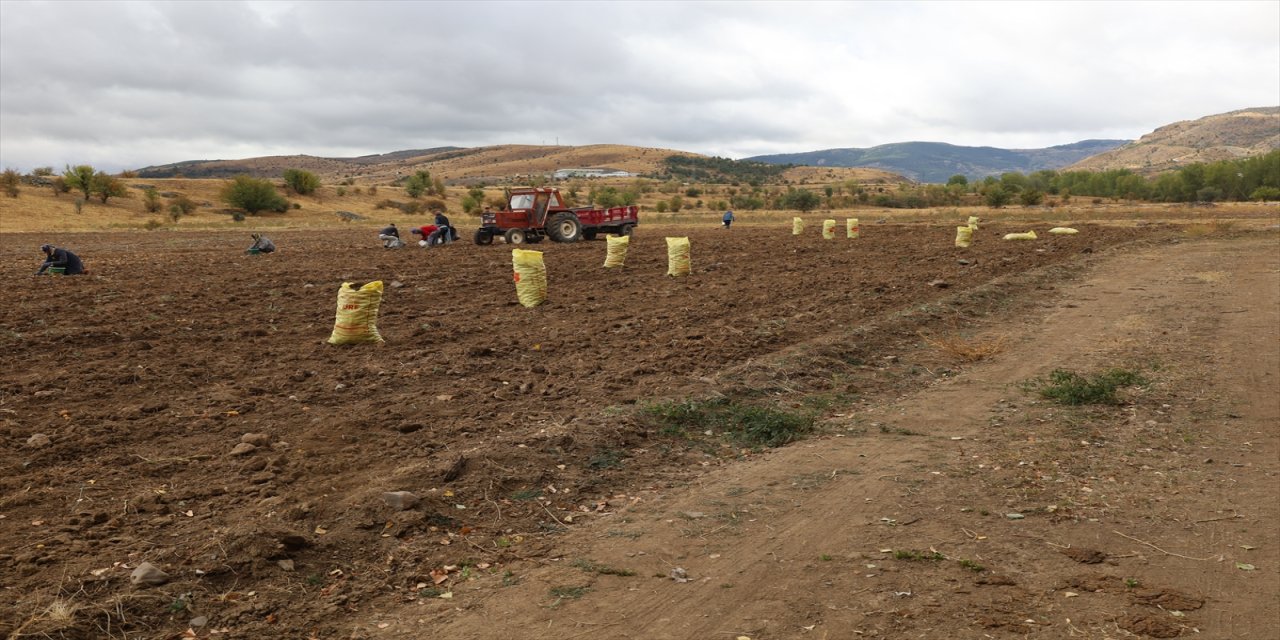 Çankırı Dodurga’da atıl arazide yetiştirilen patatesin hasadı başladı