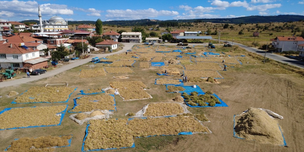 Manisa Demirci’de susuz ve zirai ilaçsız üretilen kuru fasulye Türkiye genelinde rağbet görüyor, kilogram fiyatı 120-150 TL.
