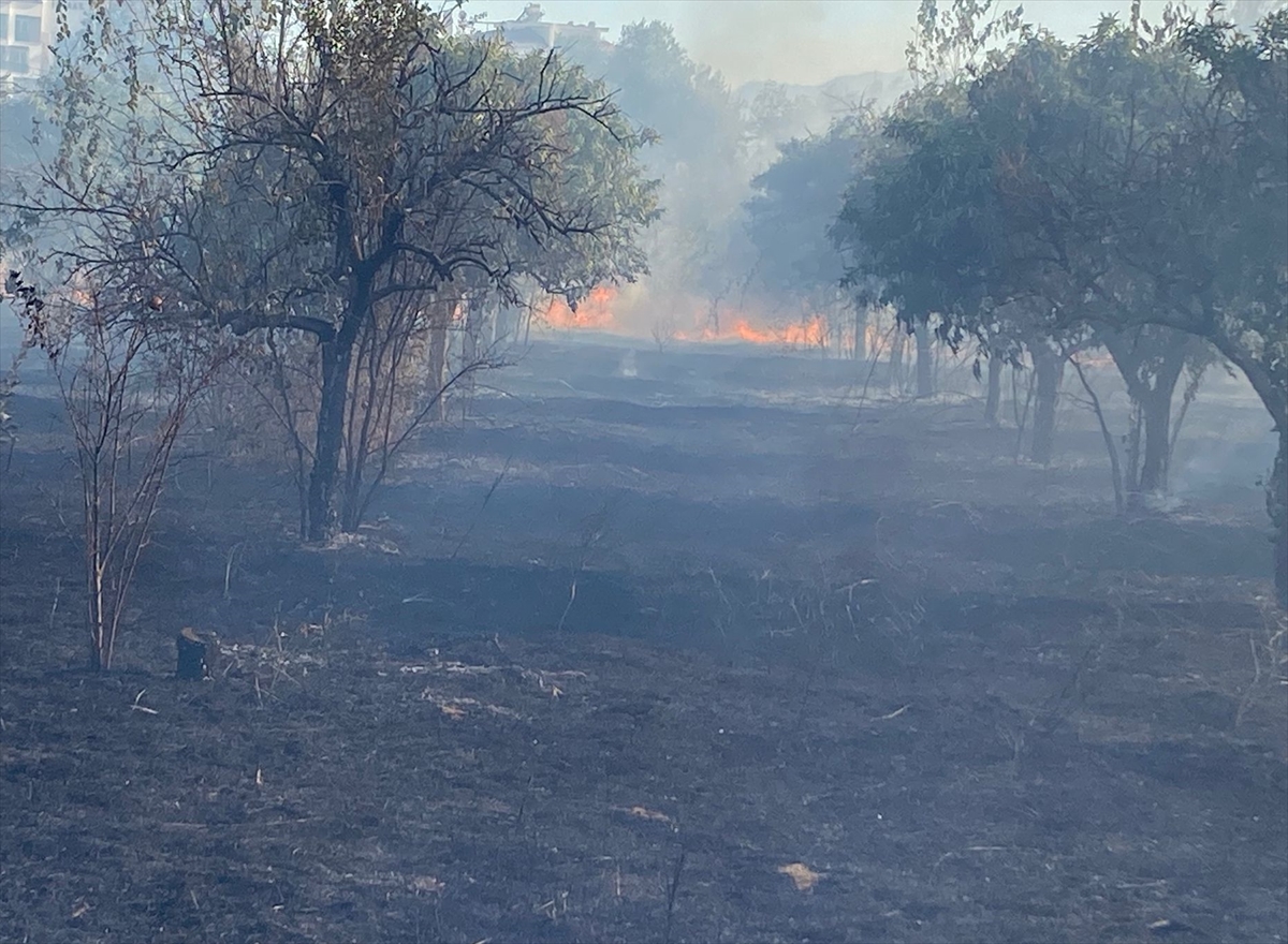 Aydın'ın Nazilli ilçesinde zeytinlik alanda çıkan yangın kontrol altına alındı