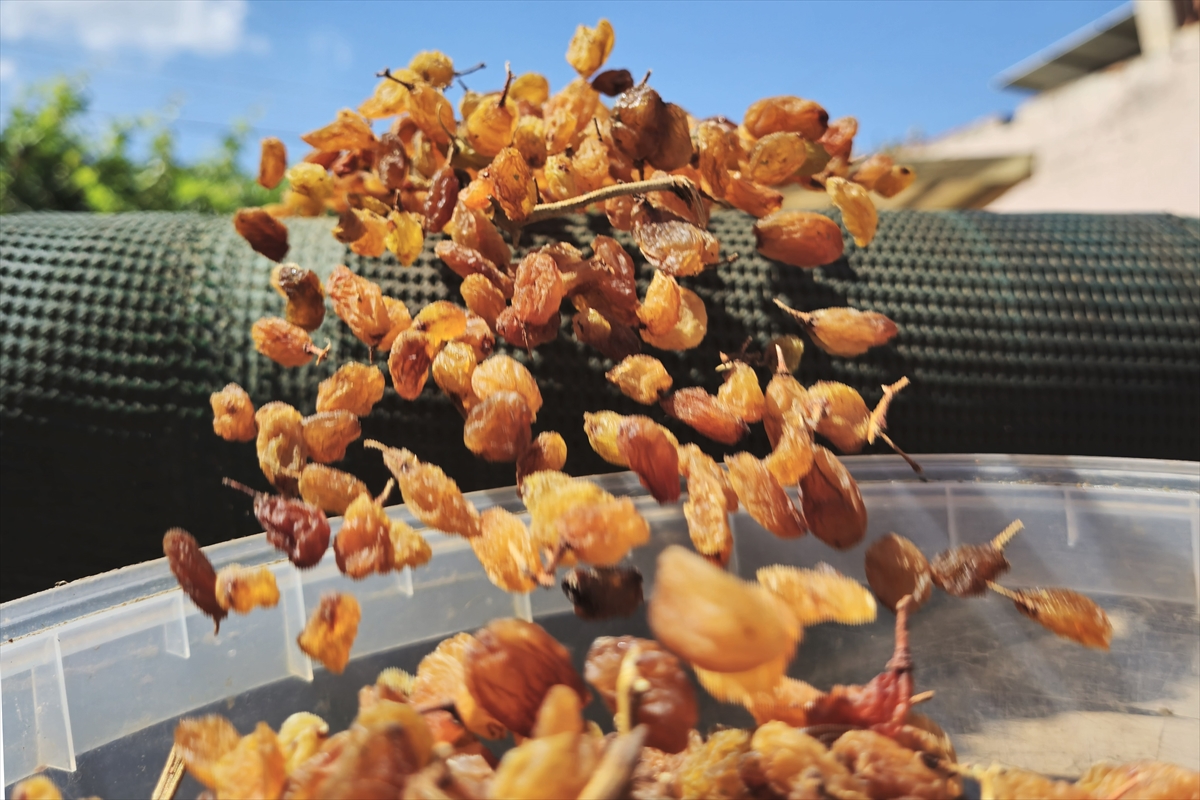 Türkiye'nin kuru üzüm ihracatı 546,5 milyon dolarla rekor kırdı