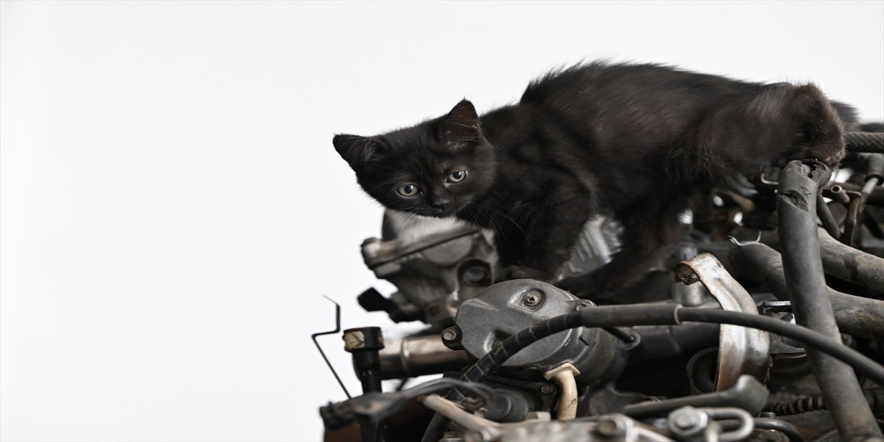 Düzce’de tamir için getirilen otomobilin motorundan çıkan kedi yavrusu, tamirhanede yeni yuvasını buldu