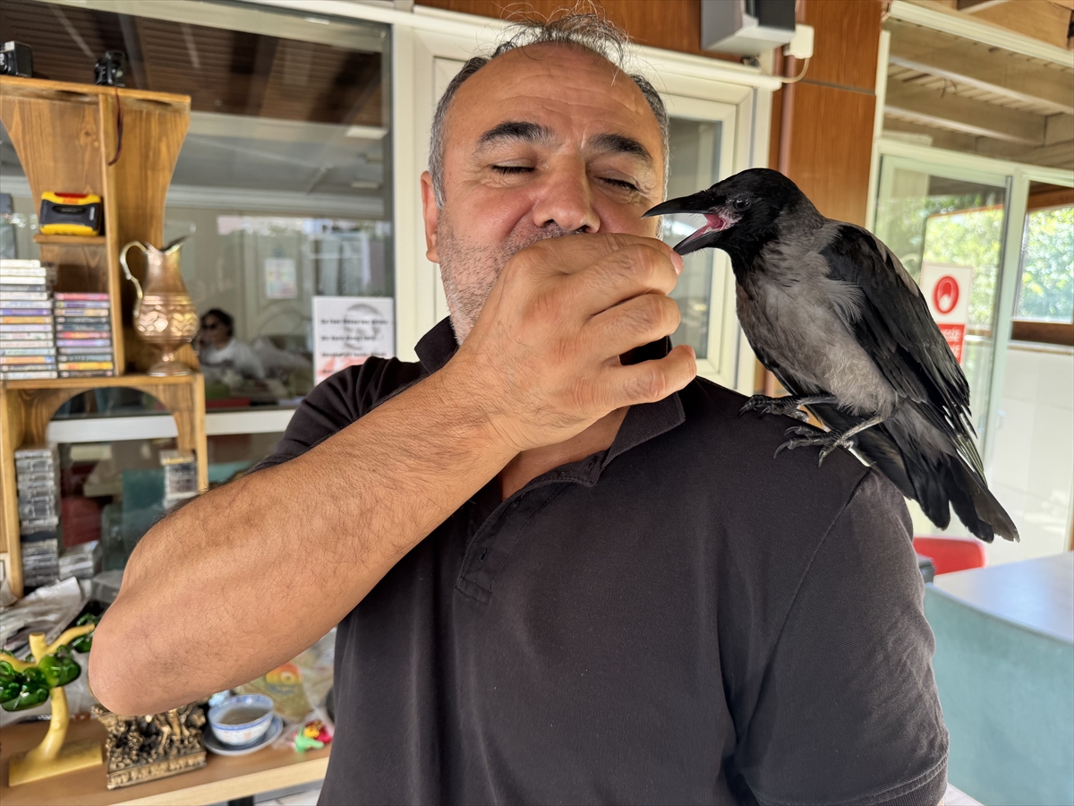 Yalovalı esnafın kargası "Siyah" semtin maskotu oldu