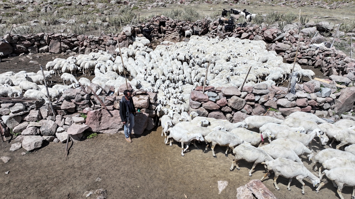 Kayserili yetiştirici, 100 küçükbaşla başladığı besicilikte 1000 başlık sürüye ulaştı