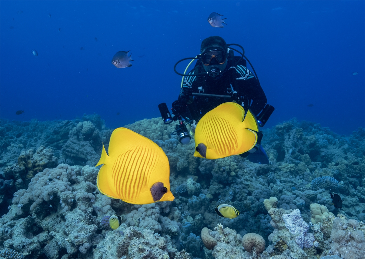 Mısır’daki Ras Muhammed Milli Parkı, dalış tutkunları ve doğaseverler için güzel bir deneyim sunuyor