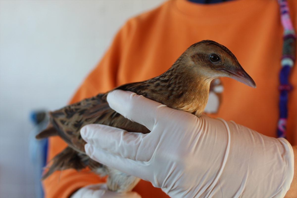 Samsun'da hastalanan bıldırcın kılavuzu kuşu tedavi edilerek göçe hazırlanıyor
