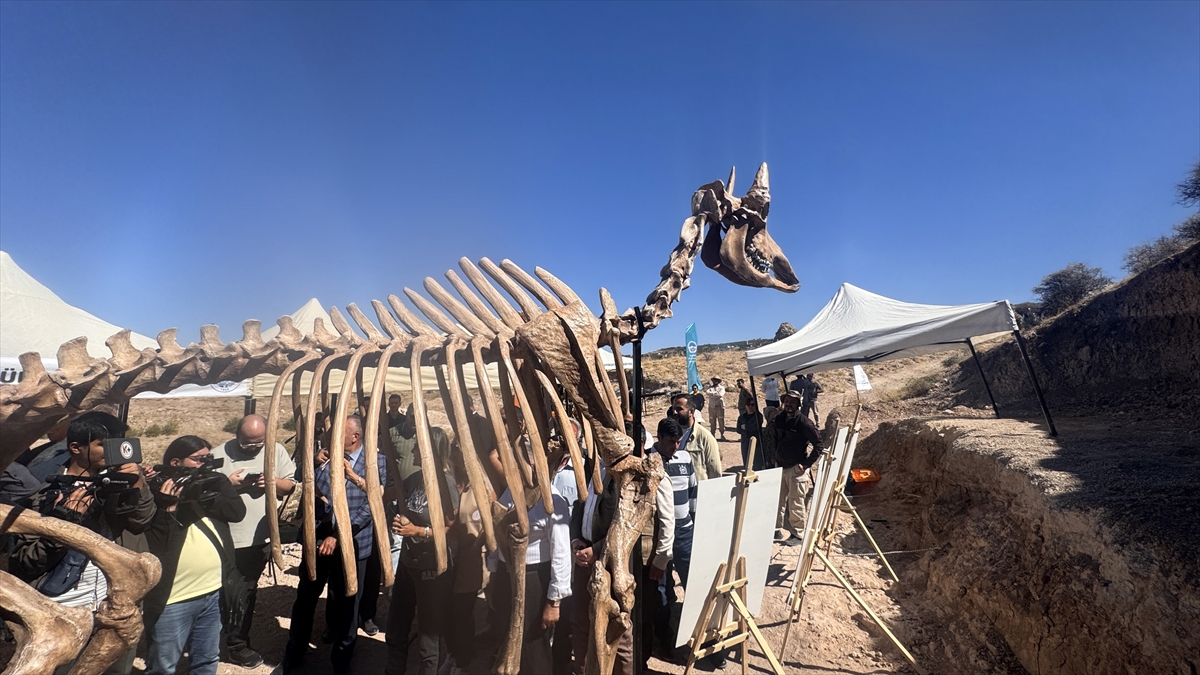 Kayseri'deki fosil kazılarında 7,7 milyon yıllık kılıç dişli kaplan fosili bulundu