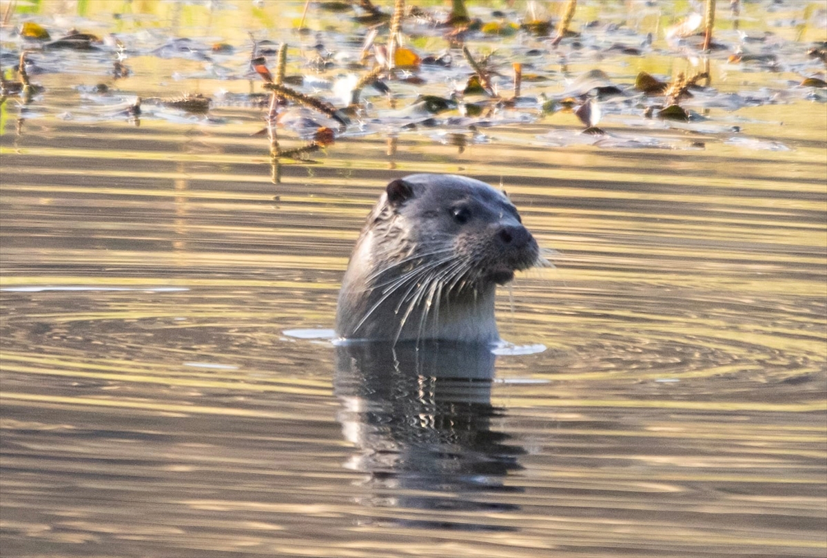 Beypazarı ilçesindeki Kirmir Çayı'nda su samuru görüntülendi