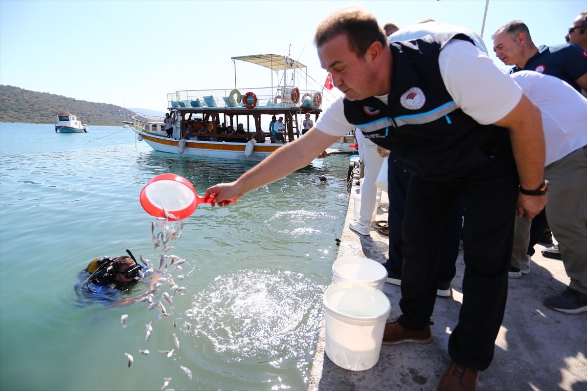 Muğla'da 160 bin balık yavrusu denize bırakıldı