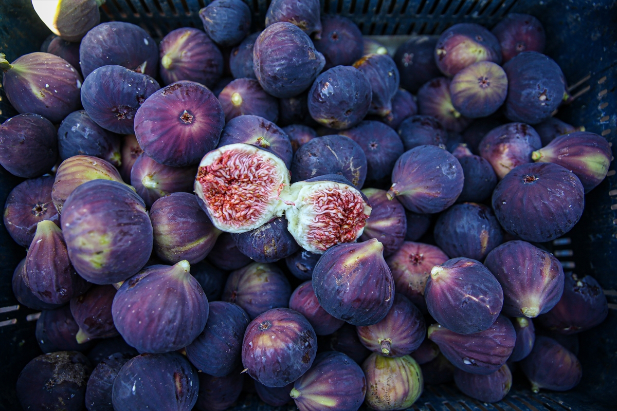 AB tescilli Bursa siyah incirinde 17 bin ton ihracat hedefleniyor