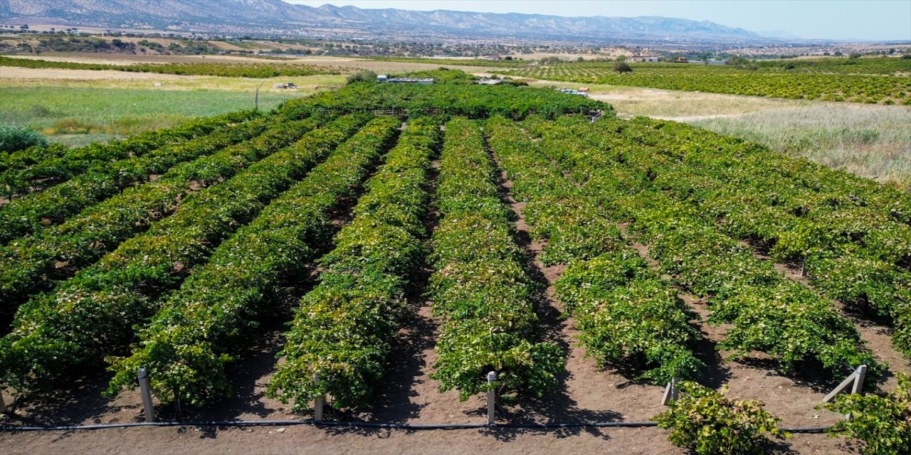 Irak’ın Duhok şehri üzüm çeşitliliği ve üretimiyle dikkat çekiyor: 125 tür sofralara lezzet katıyor