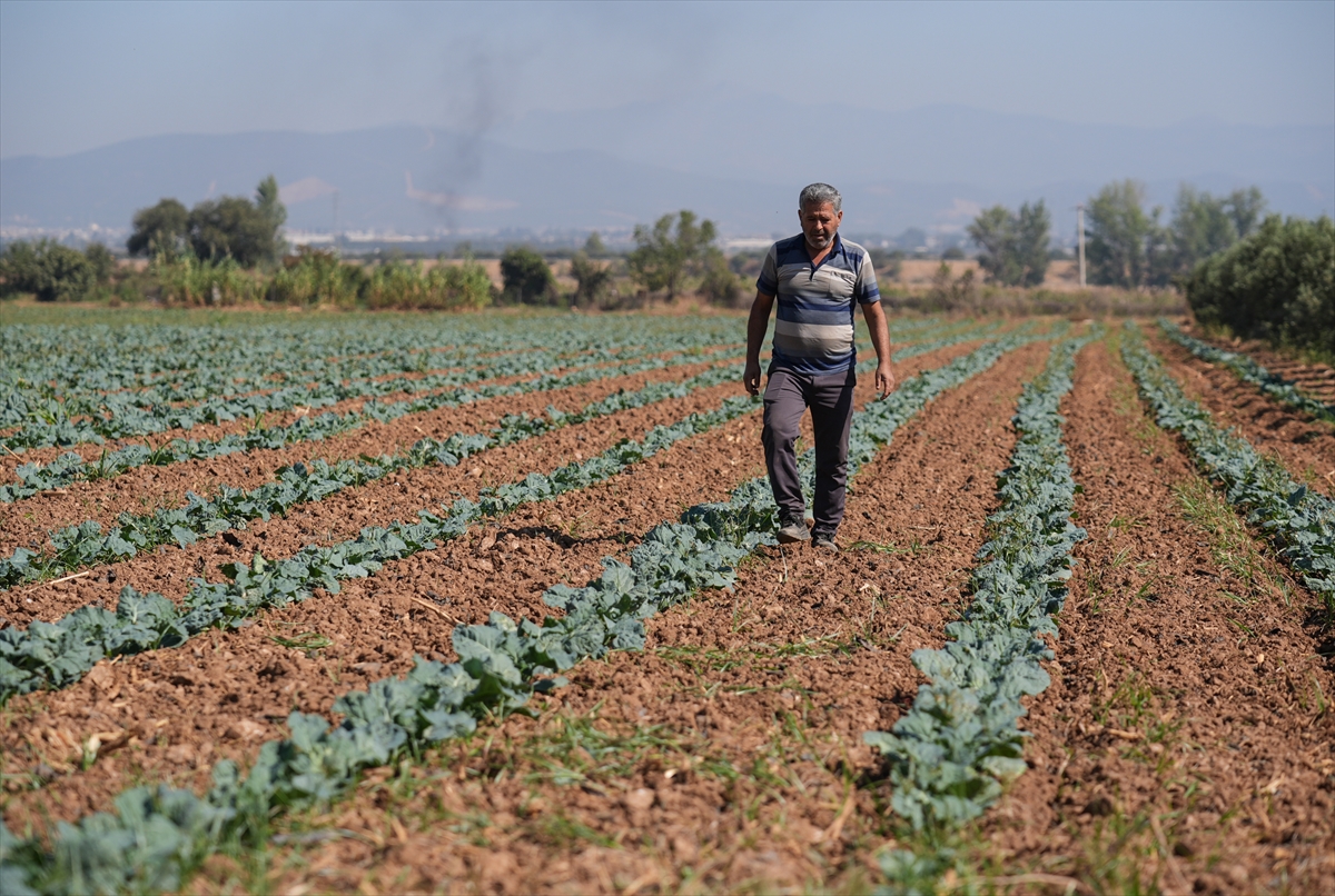 Kışlık sebze üssü İzmir, üretim gücünü yerli çeşitlerle artıracak