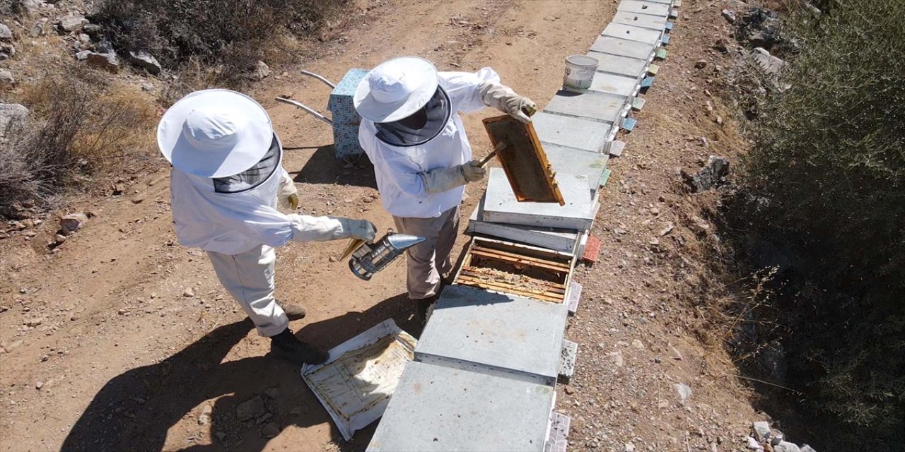 Bodrum’da baba-oğul arıcılar çam balı ve ana arı üretimiyle dünyaya açılıyor