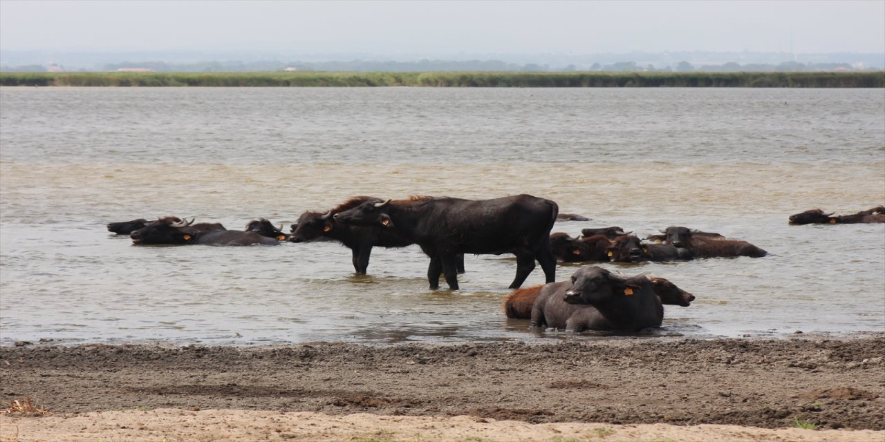 Kızılırmak Deltası Kuş Cenneti, Türkiye’nin En Büyük Manda Yaşam Alanı ve Barınağı Olmaya Devam Ediyor