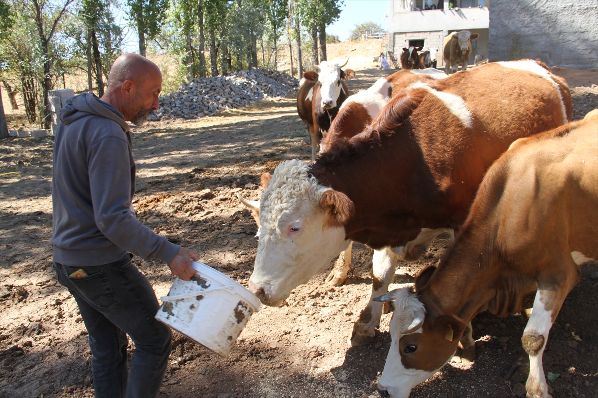 Felahiye’deki Eski hükümlü, devlet desteğiyle başladığı hayvancılığı 6 yıldır sürdürüyor