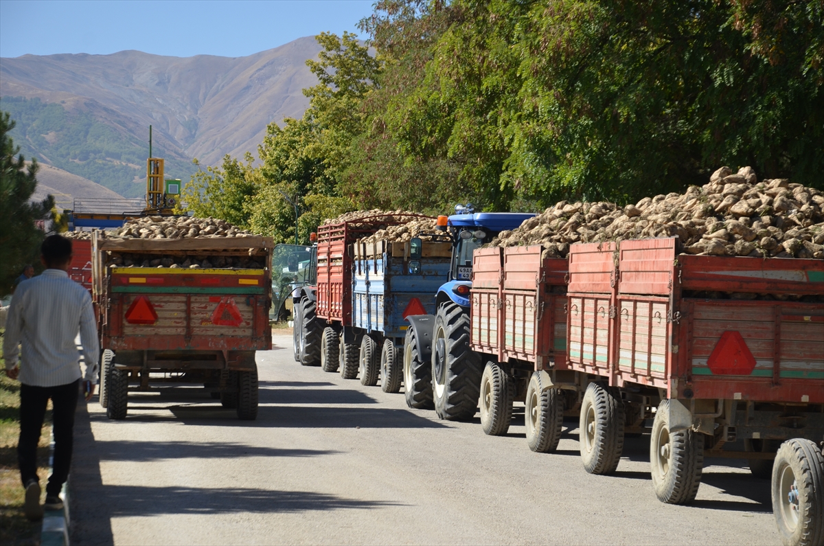 Muş'ta şeker pancarı alımı başladı