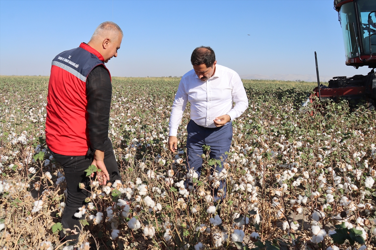 Hatay'da pamuk hasadı başladı