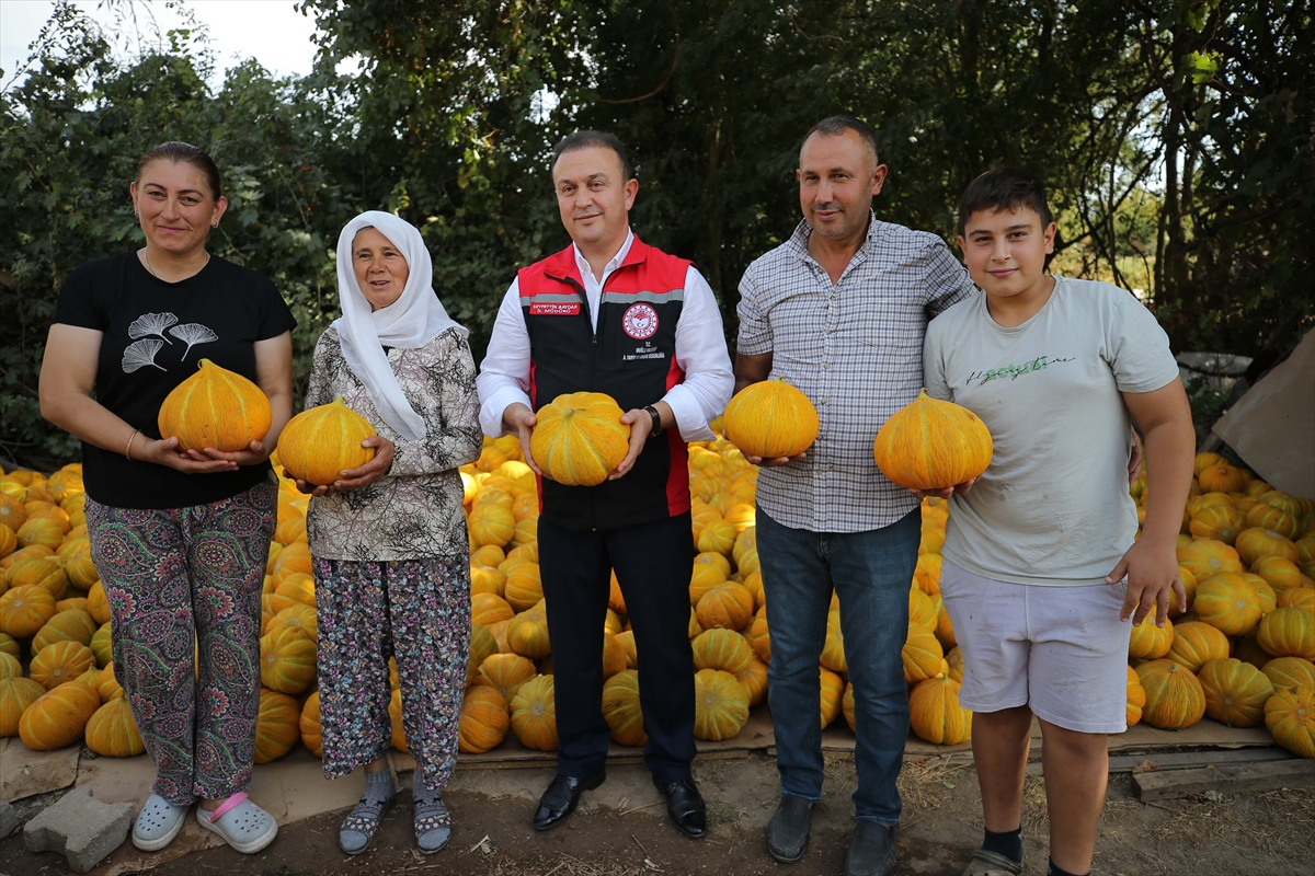 Muğla'da inilerek ulaşılan Karabağlar Yaylası'nda kavun hasadı yapıldı