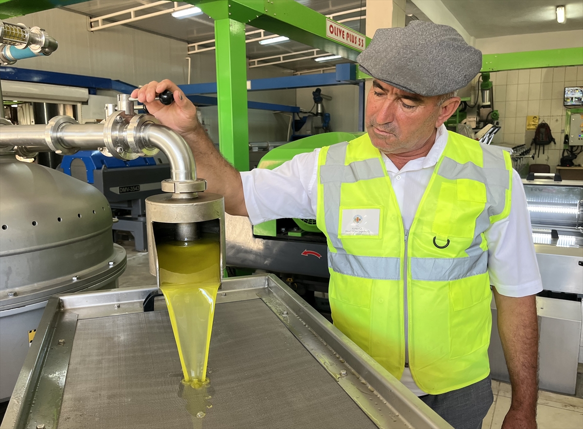 Antalya'da ilk hasat zeytinler yağa dönüşmeye başladı