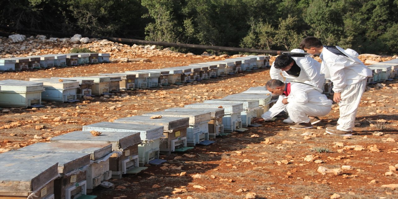 Toros Dağları’nda üretilen çiçek balı, Fransa ve İngiltere’deki yarışmalardan 3 madalya ile döndü