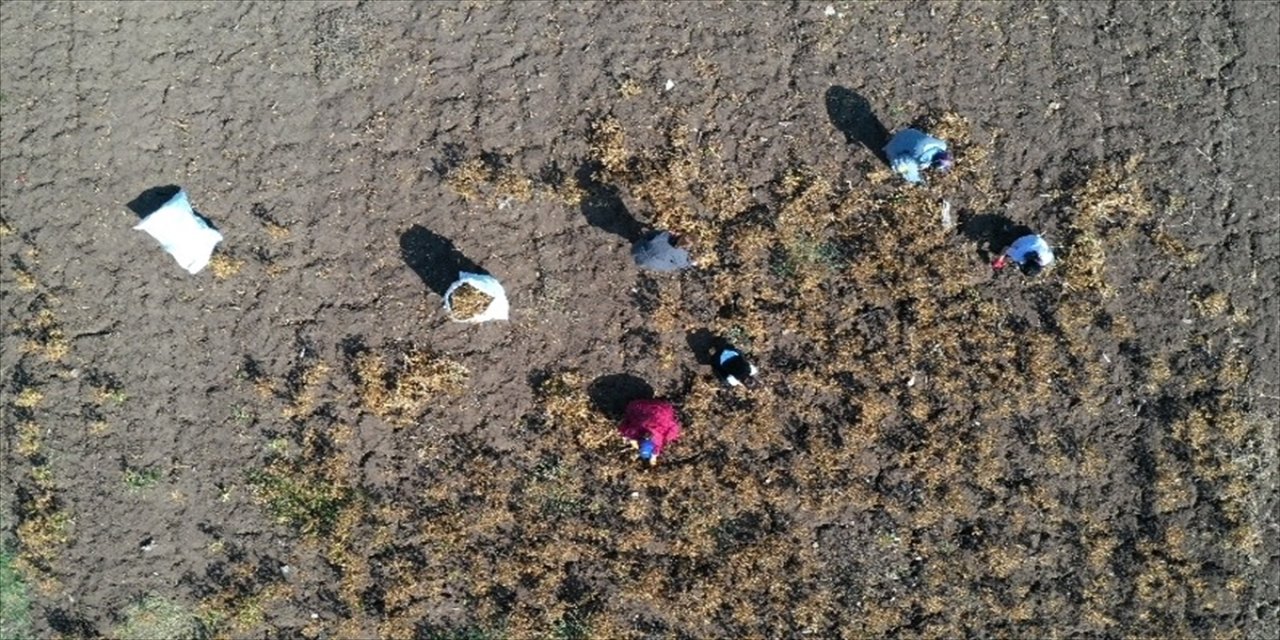 KOÜ öğrencileri aspir bitkisi yetiştirip hasat etti, çiftçilere alternatif ürün önerisi sundu