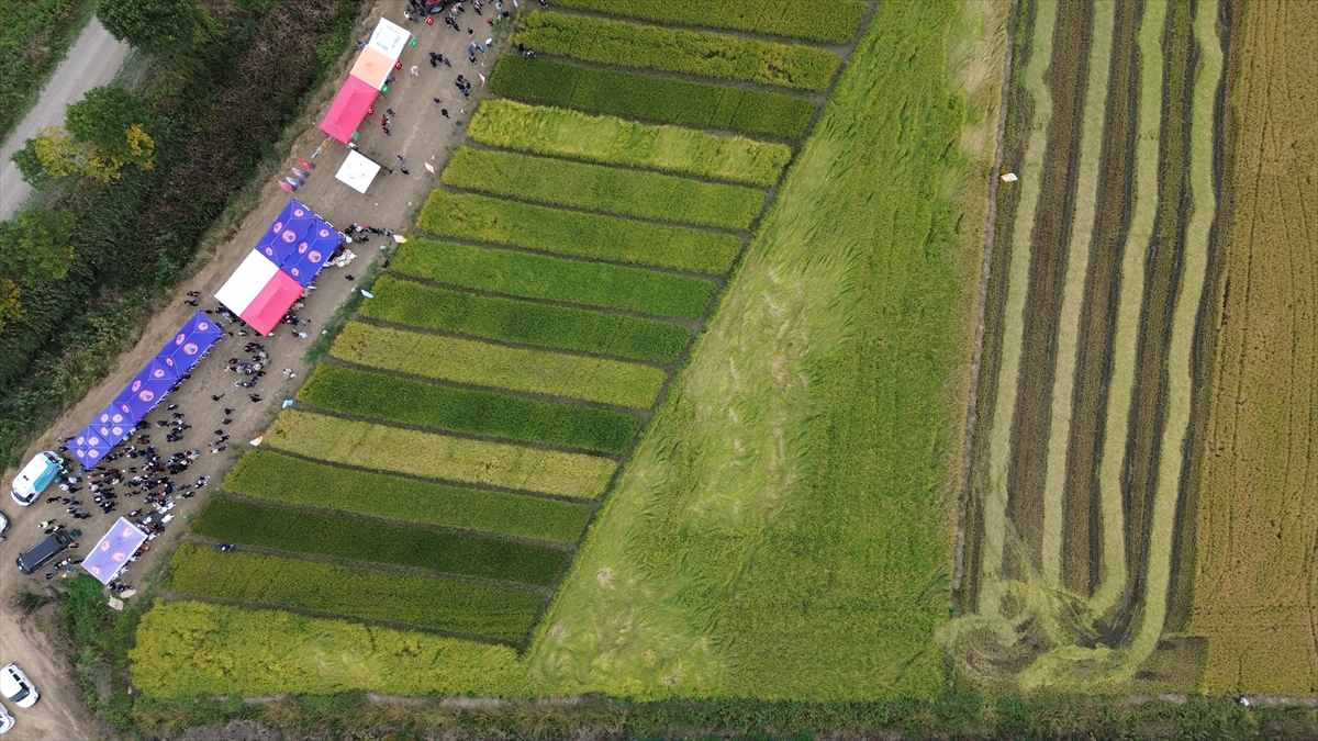 Bafra Ovası'nda 11. Çeltik Hasat Günü düzenlendi