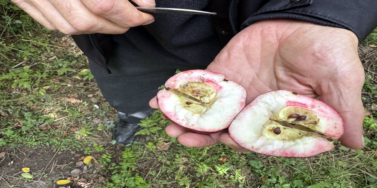 Ardahan’da tescilli Posof-Badele elmasının hasadı başladı, kırmızı elma içiyle dışıyla dikkat çekiyor