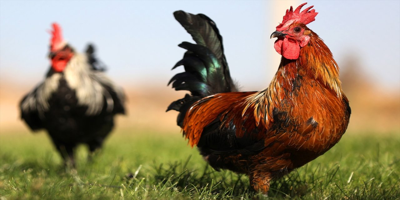 Denizli horozunun ırk özellikleri bilimsel yöntemlerle korunuyor