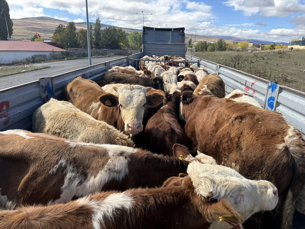 Ardahan'da şap karantinasının sona ermesiyle hayvan sevkiyatları hız kazandı