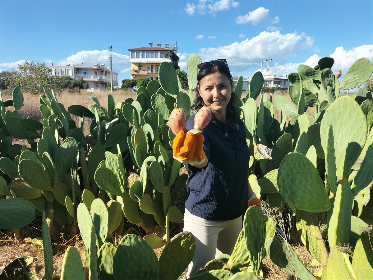 Antalya'da dikenli incir üretimi yaygınlaşıyor