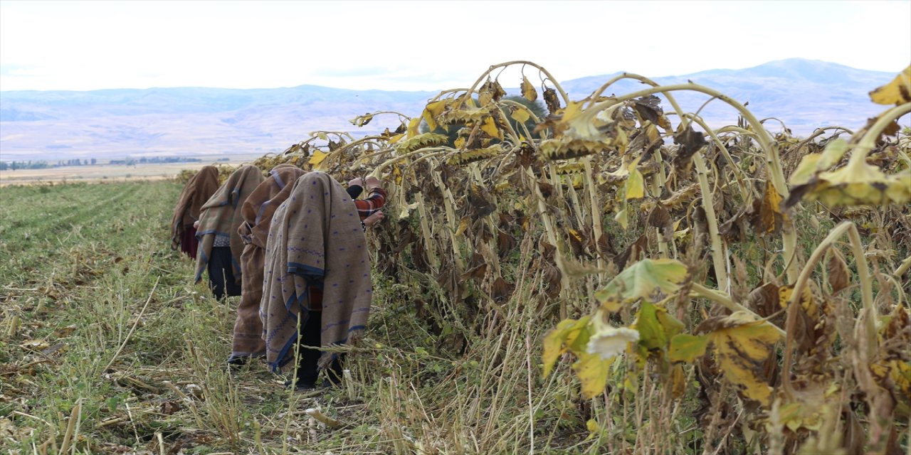Erzurum’da kadın kooperatifi ehramla tarlada üretim yapıyor, süt ürünleri ve hasatla ekonomiye güç katıyor