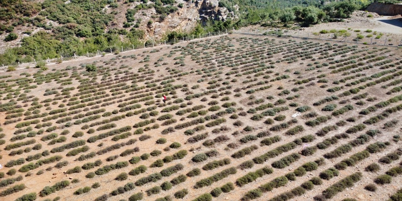 Düziçi’nde kadınlar lavanta bahçesini yeniden ekonomiye kazandırdı, ürünlerinden kazanç sağlamaya başladı