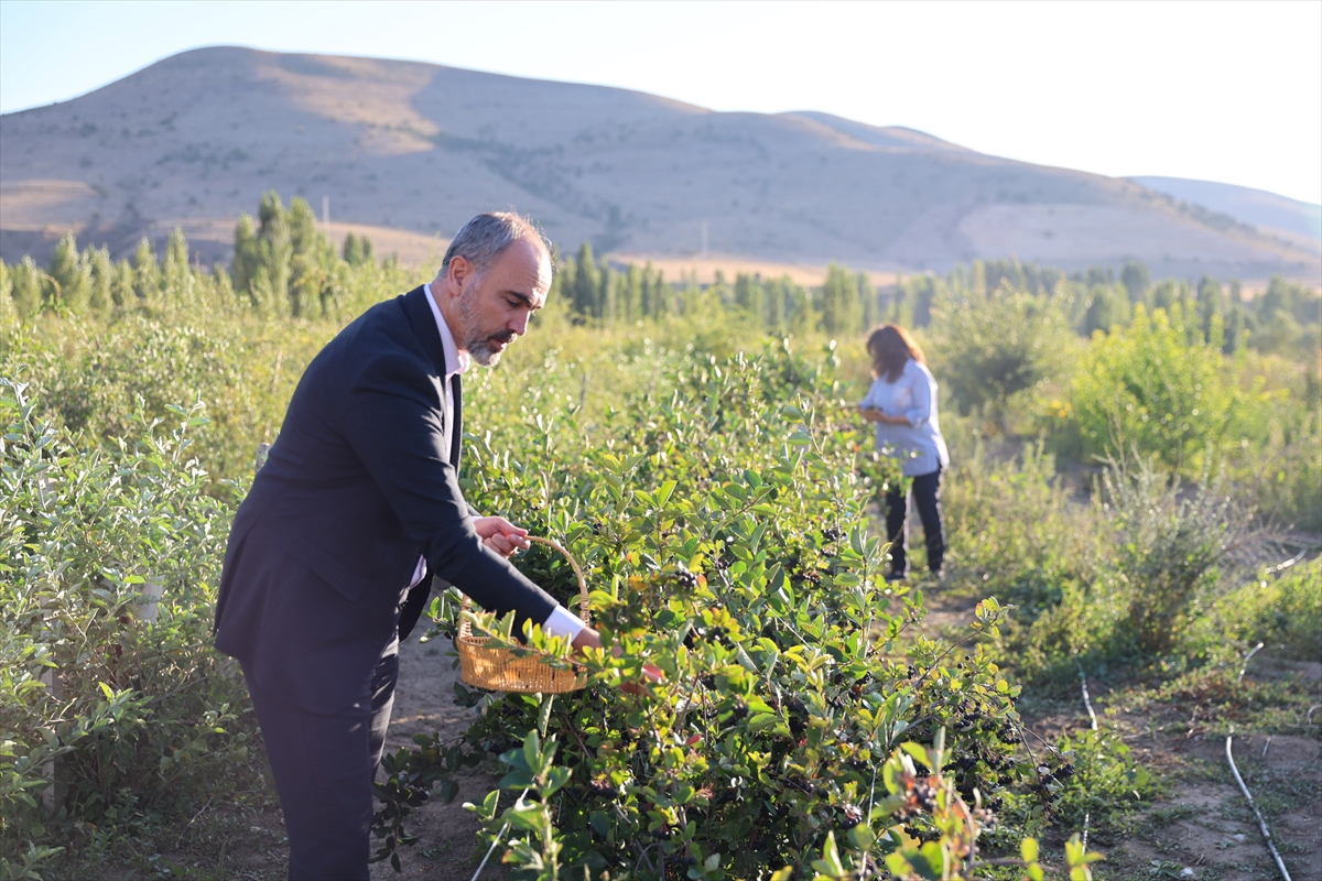 Bayburtluların yüzü gülüyor. "Süper meyve" aronya Bayburt topraklarına uyum sağladı