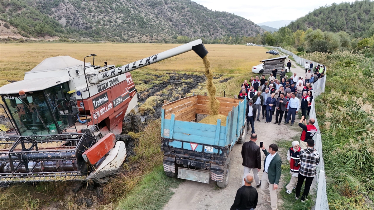 Kastamonu'da Dezavantajlı Alanlar Projesi kapsamında ekilen çeltiğin hasadı başladı