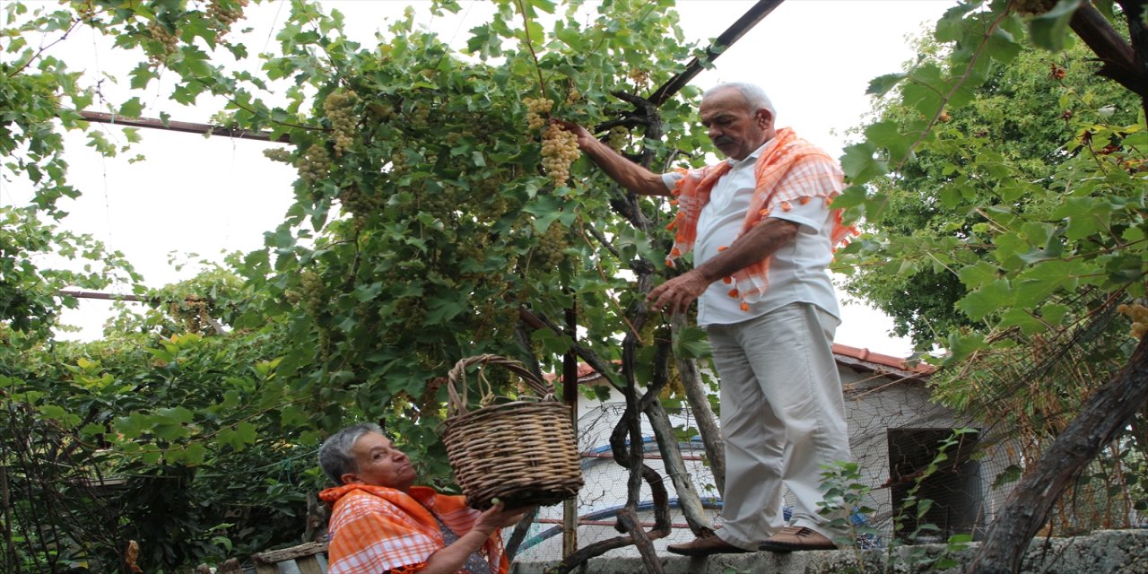 Kaş’ta coğrafi işaretli Margaz üzümü hasadı başladı, sofraları süslüyor