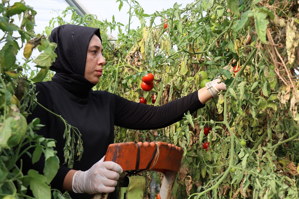 Erzincanlı Zeynep gündüz serada sebze akşam ise salonda sporcu yetiştiriyor
