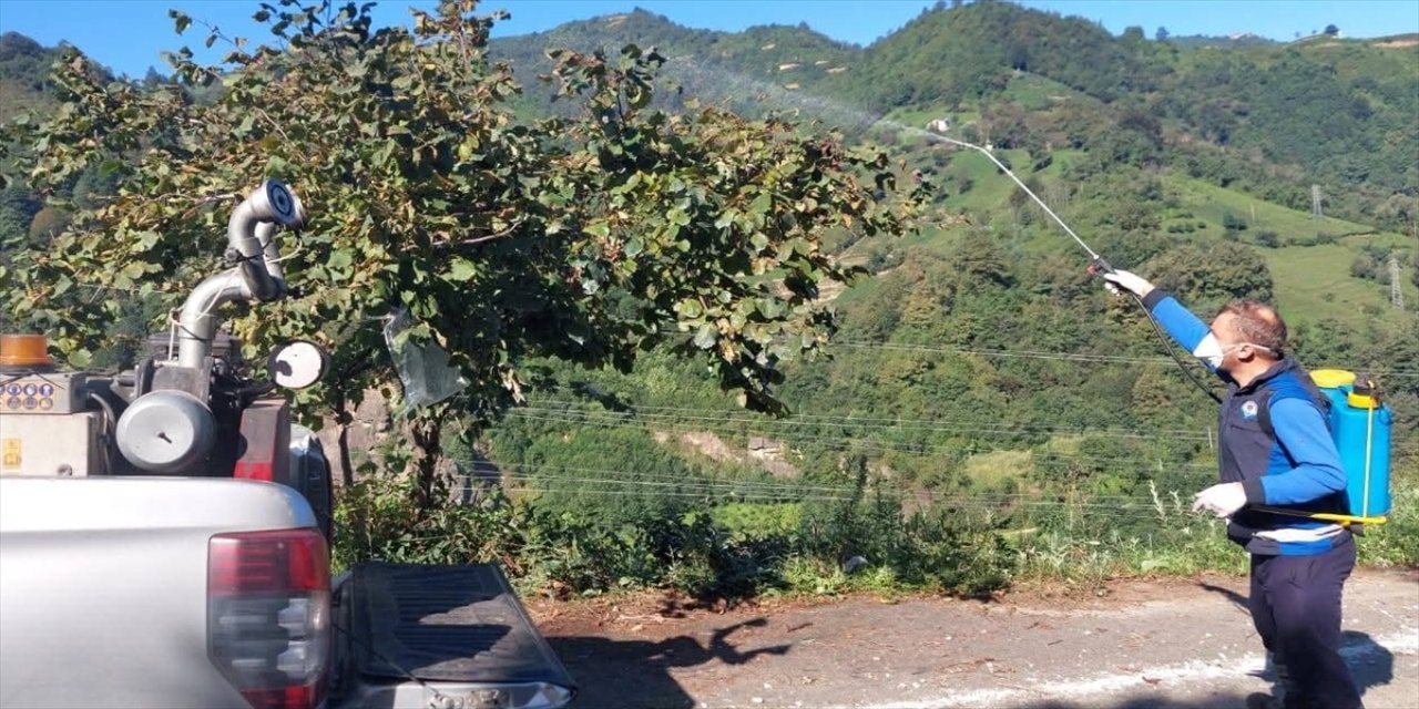 Trabzon ve Ordu’da kahverengi kokarcayla mücadele hız kazandı