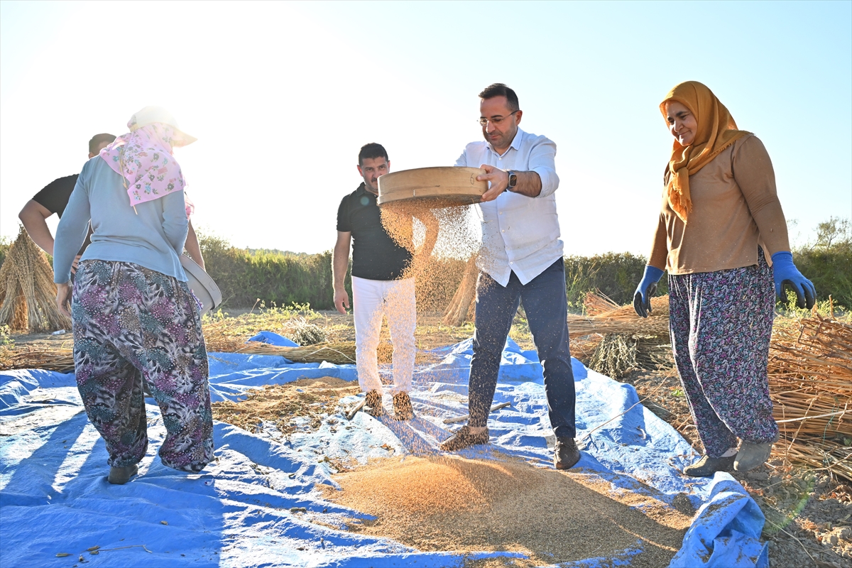 Antalya'da Manavgat susamında hasat dönemi başladı