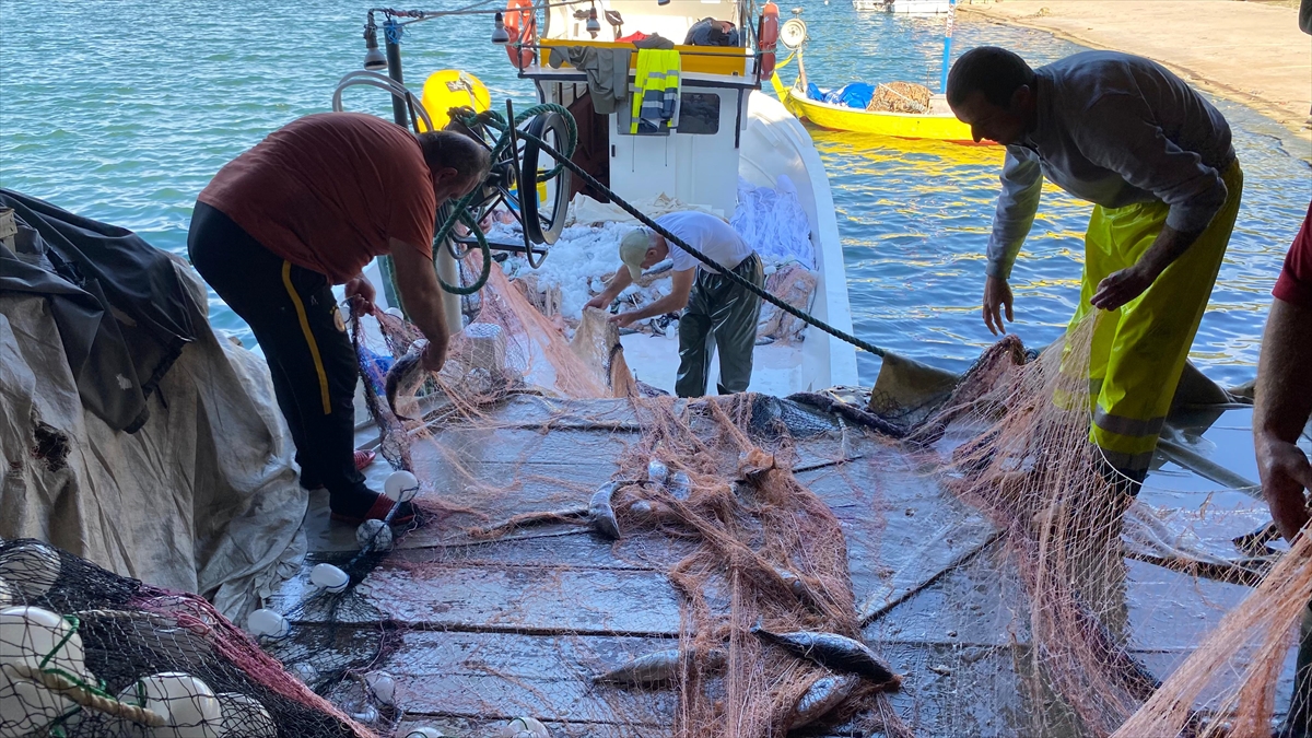Sinop'ta bir balıkçının ağına 3 bin palamut takıldı
